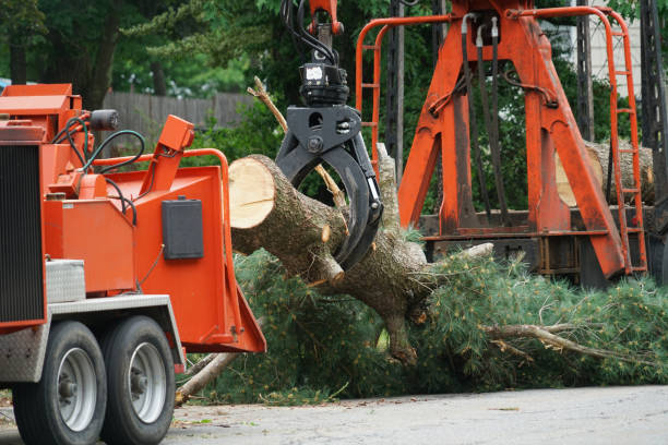 Pemberton Heights, NJ Tree Care Services Company